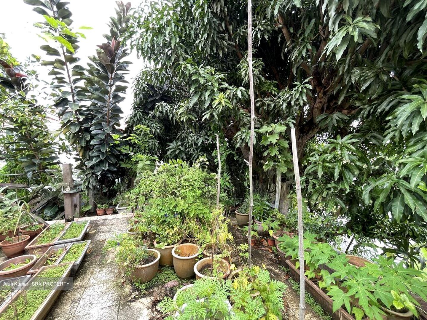 Upper Changi Road North (D17), Semi-Detached #495578981